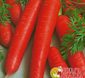 Купити насіння моркви в Чернівцях