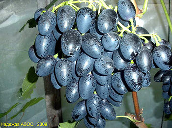 Саджанці винограду "Надія АЗОС "