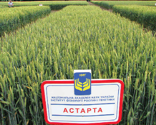 Насіння озимої пшениці власної селекції Астарта, Смуглянка