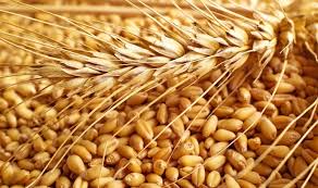 Насіння пшениці різних класів, реалізація/закупівля