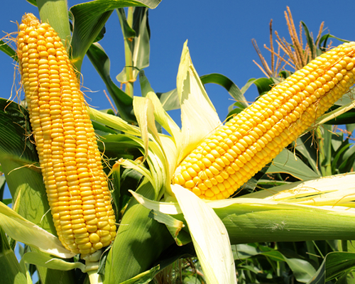 Гібриди кукурудзи, купити в Україні