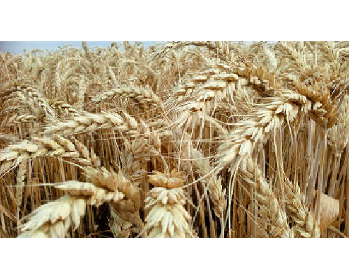 Насіння пшениці озимої Супереліта, Еліта, I генерація