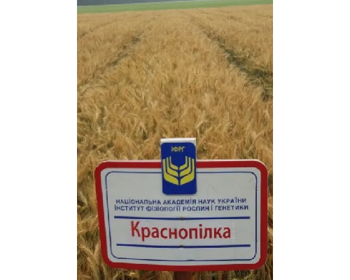 Насіння озимої пшениці власної селекції Краснопілка, Городниця, Почайн
