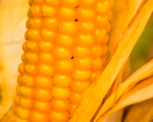 Насіння гібрид кукурудзи ВН 63, продаж по Україні