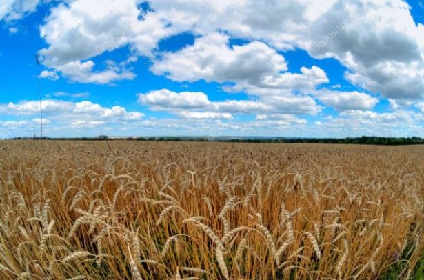 Насіння пшениці Фокс, купити Харків