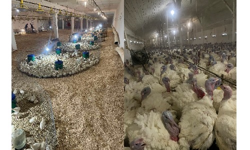 Вирощування індика та індичі субпродукти гуртом