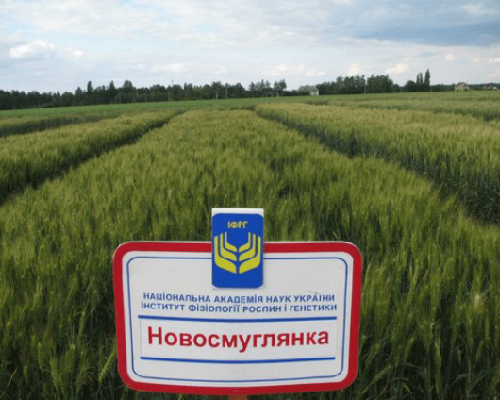 Насіння озимої пшениці власної селекції Новосмуглянка, Соломія