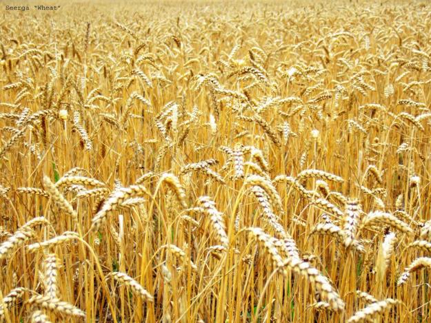 Пшениця яра Гренні