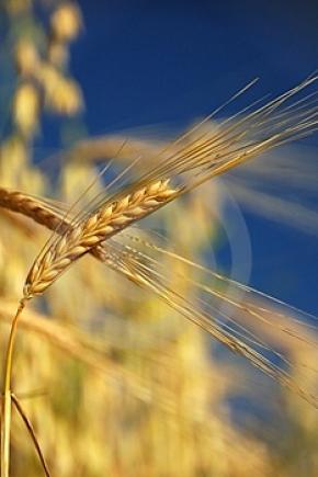Озима пшениця Іліас
