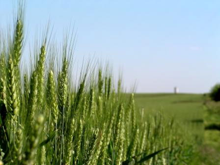 Озима пшениця Лупус