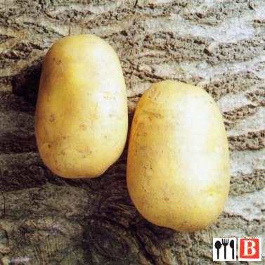 Насіннєва картопля Агаве