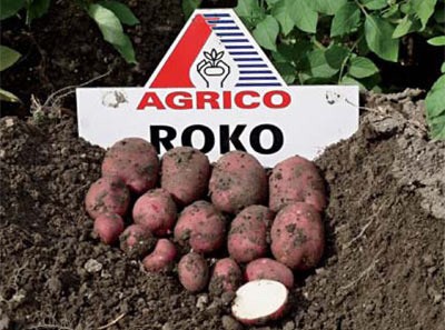 Насіннєва картопля Роко