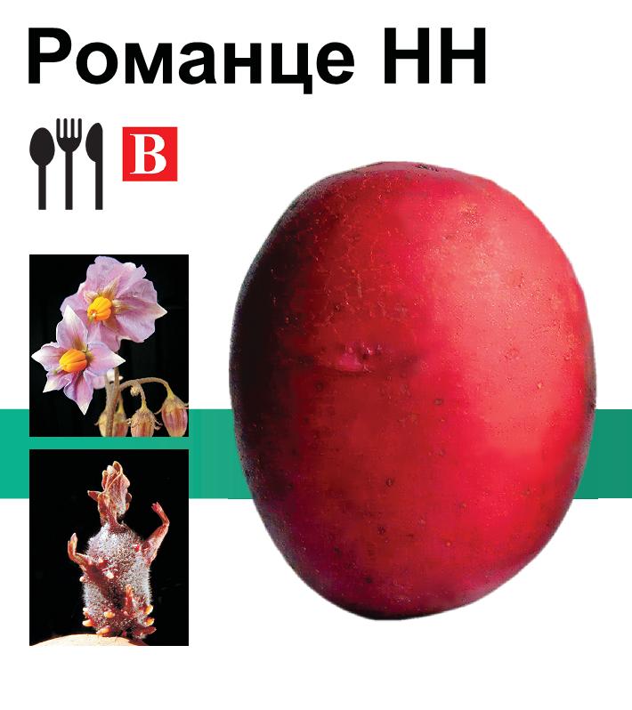 Насіннєва картопля Романце