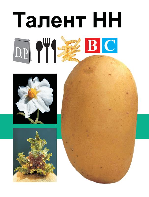 Насіннєва картопля Талент