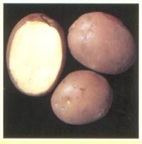 Картопля Серпанок