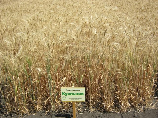 Озима пшениця Куяльник