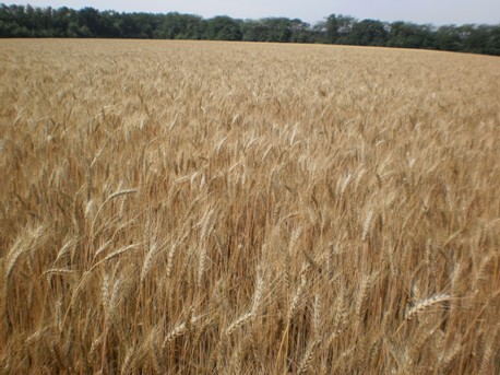 Пшениця яра Спадщина