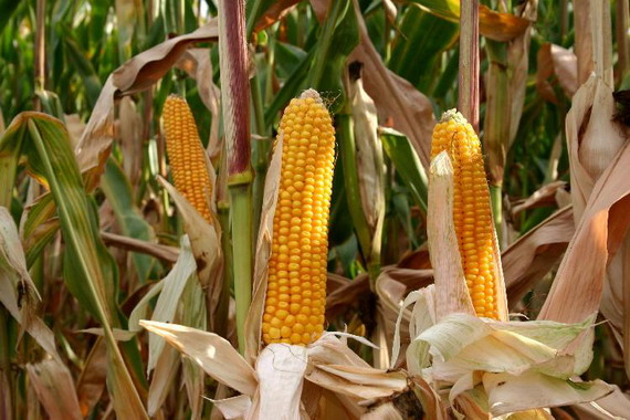 Компанія “Маїс” зібрала своїх партнерів та клієнтів для діалогу на тему оптимізації технологій вирощування кукурудзи