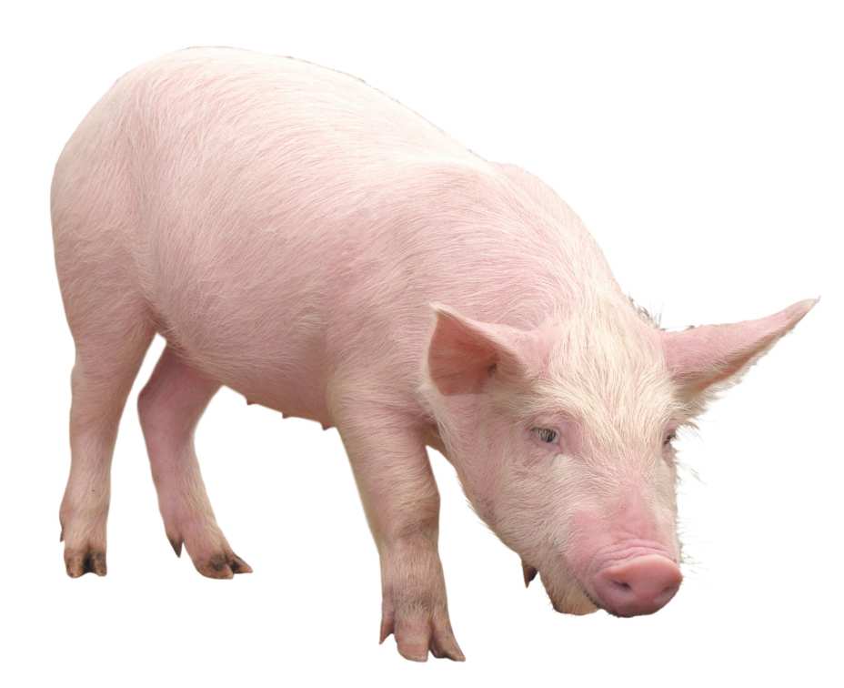 Комбікорм для свиней Фініш 100%