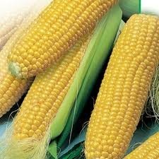 Насіння кукурудзи Любава 279 МВ купити, ціна