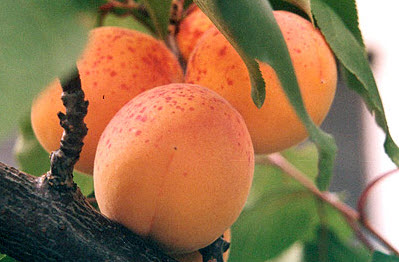 Саджанці абрикоса "Краснощокий"