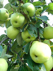 Саджанці яблунь Антоновка