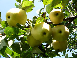 Саджанці яблук "Білий Налив"