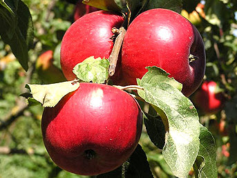 Саджанці яблук "Катерина"