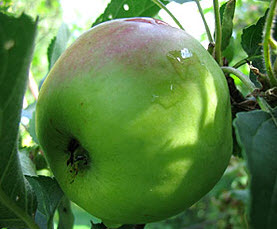 Саджанці яблунь Мутсу