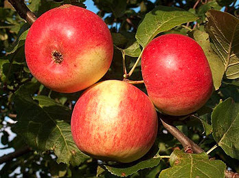 Саджанці яблунь Рубін