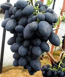 Саджанці винограду "Кодрянка"