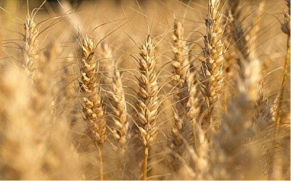 Пшениця озима ЦИГАНКА