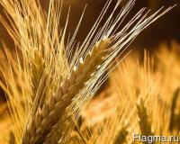 Насіння пшениці озимої "Скіпетр" (супер еліта)