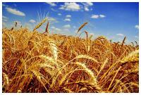 Насіння пшениці Донський простір (еліта)