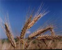 Насіння пшениці Зерноградка 11