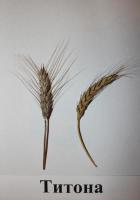 Насіння озимої пшениці Тітона від оригінатора