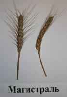Насіння озимої пшениці Магістраль від оригінатора