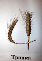 Насіння озимої пшениці Тронка від оригінатора