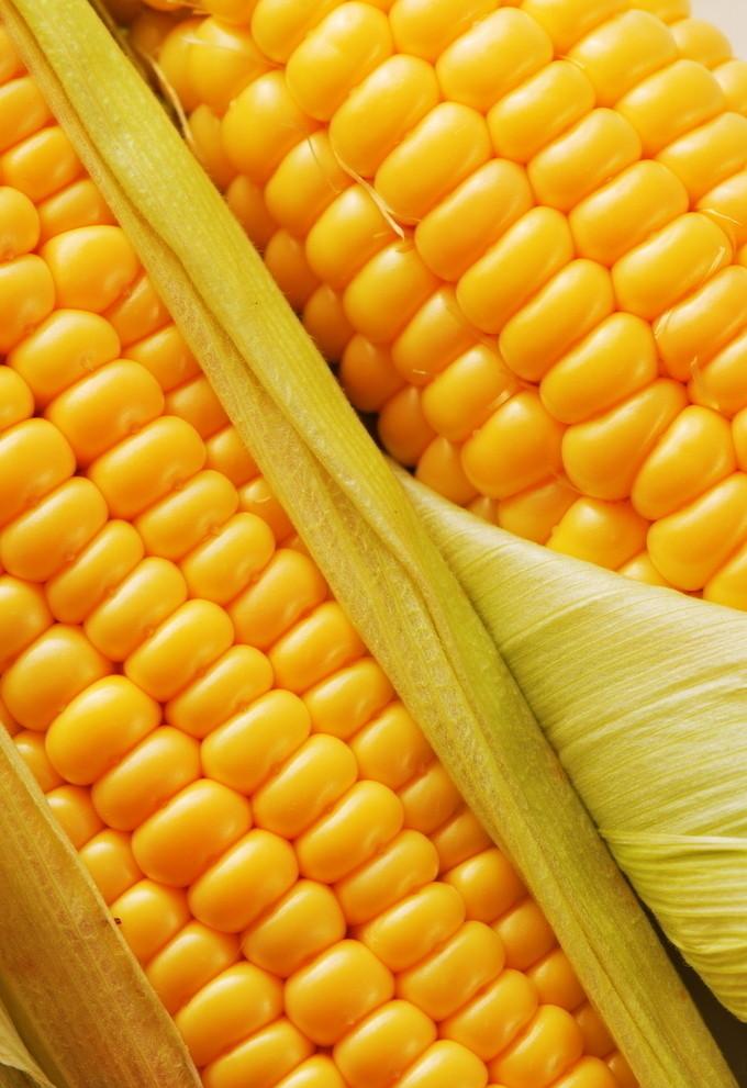 Гібридне насіння кукурудзи