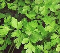 Сертифіковані насіння кропу, петрушки